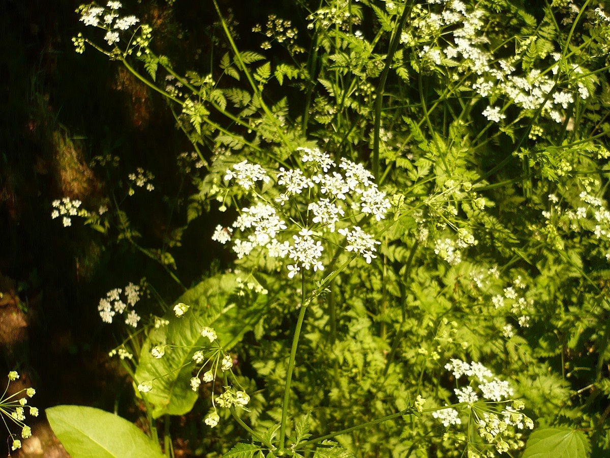 Anthriscus sylvestris subsp. sylvestris var. sylvestris (Apiaceae)